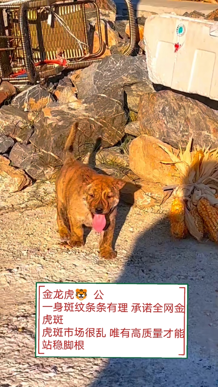 广西虎斑犬舍图片