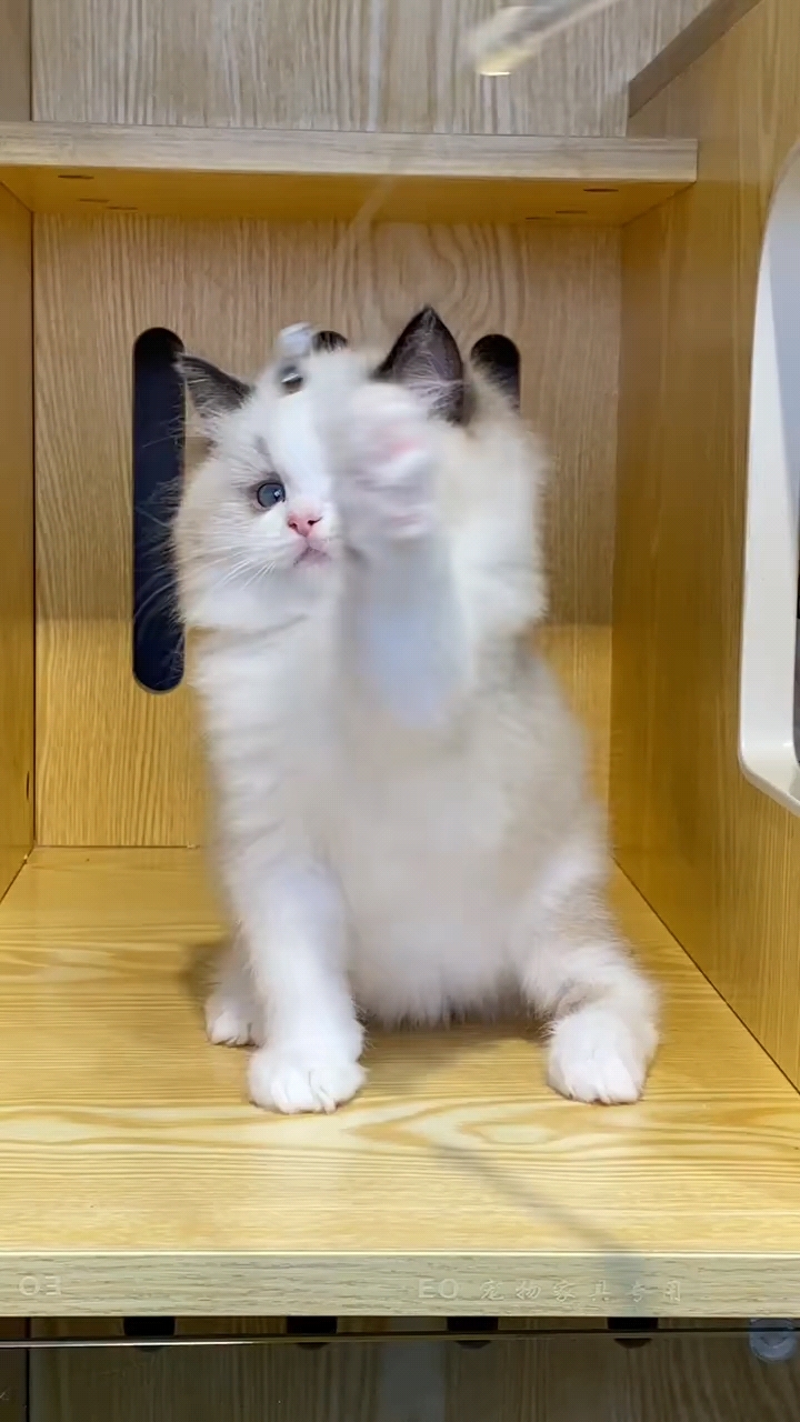 海双布偶弟弟,枫叶正八开脸,小耳朵,大爆毛