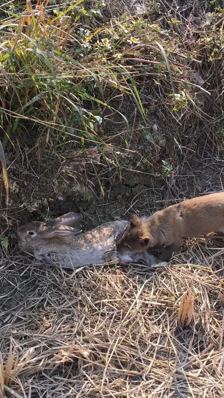 打死的野兔图片图片