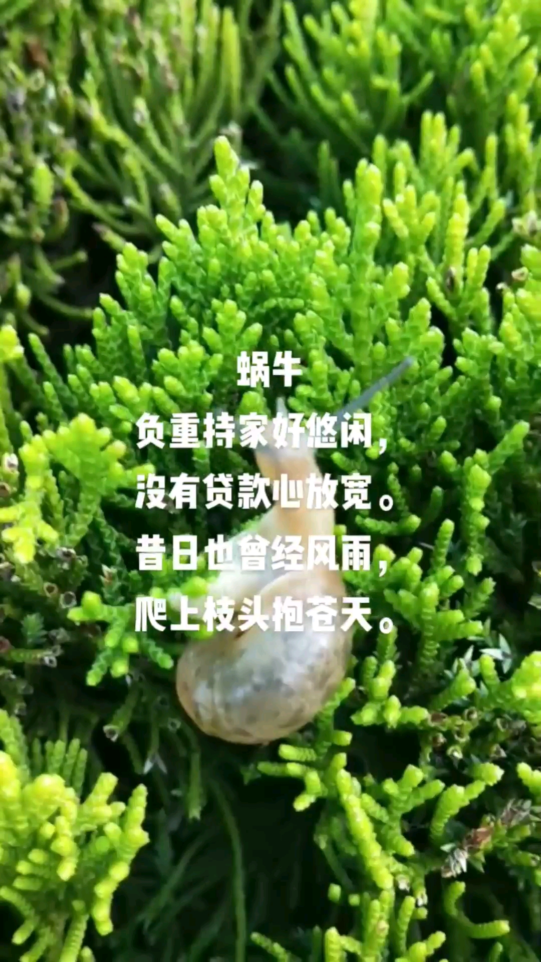 蜗牛吧=蜗牛吧在钉钉的哪里