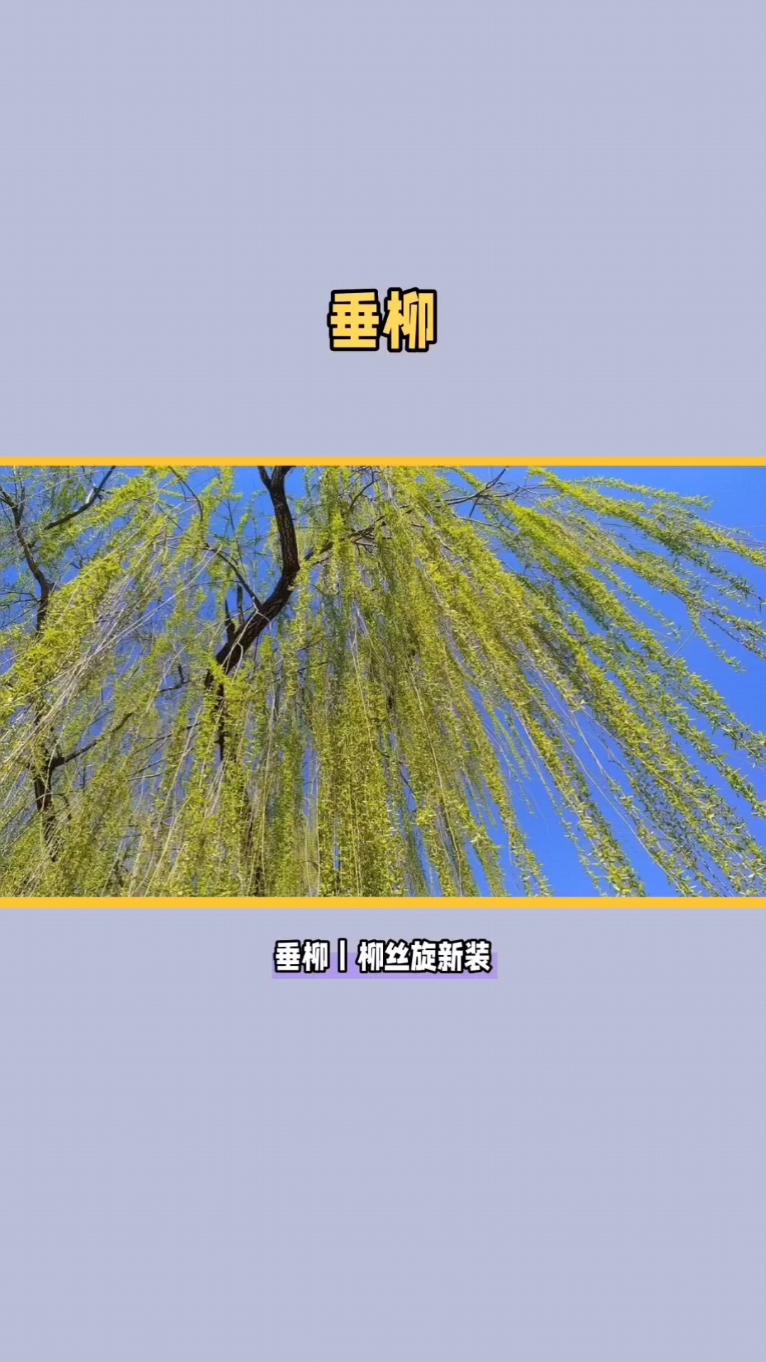 垂柳|柳丝旋新装,起舞便飞扬