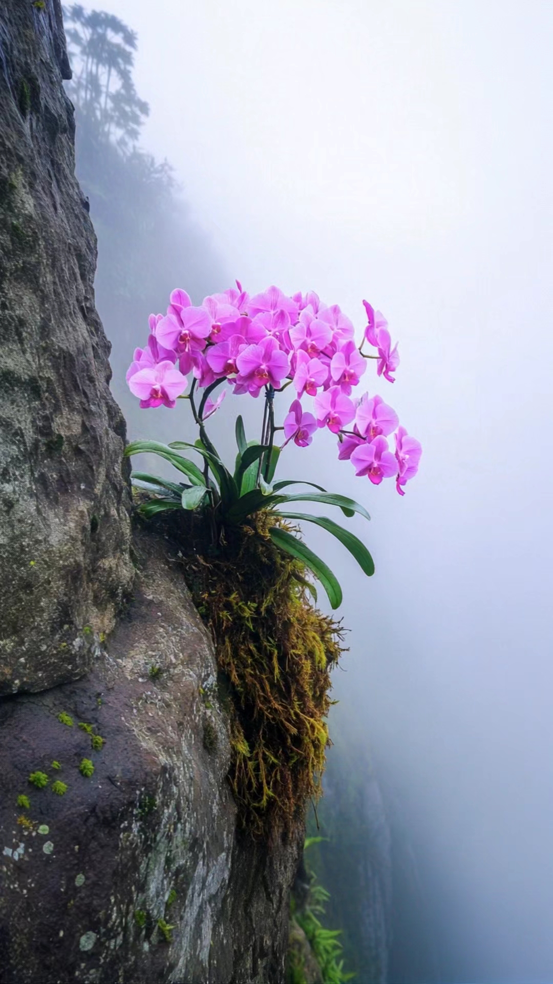 坚韧不拔,顽强绽放的花