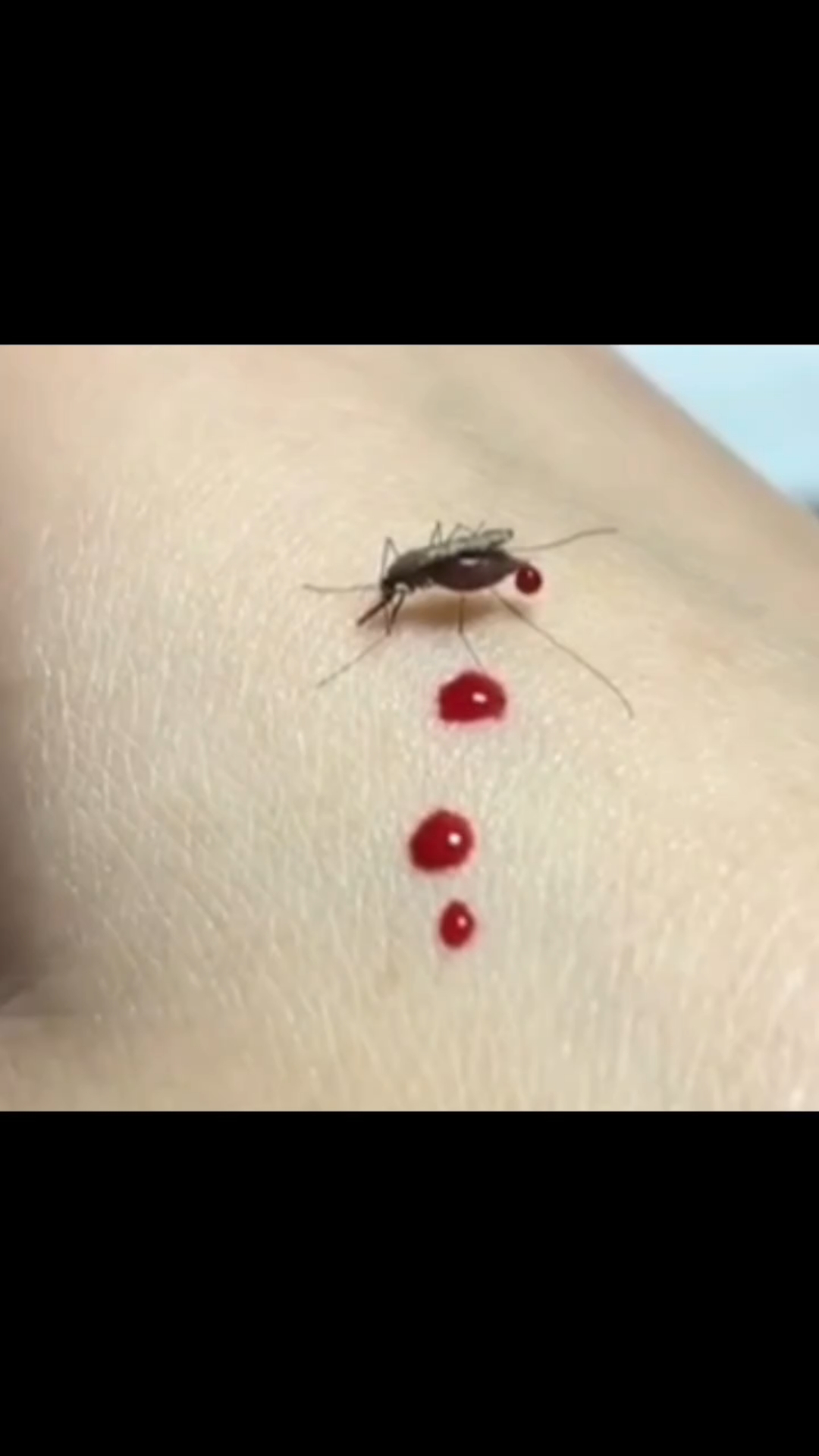 贪婪的蚊子,一边吃一边拉粑粑