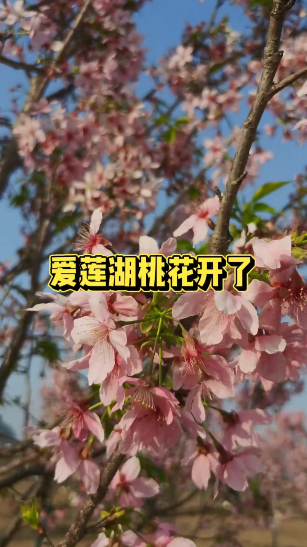 一大片桃花印入眼帘,枝头挂满了层层叠叠的花朵-度小视