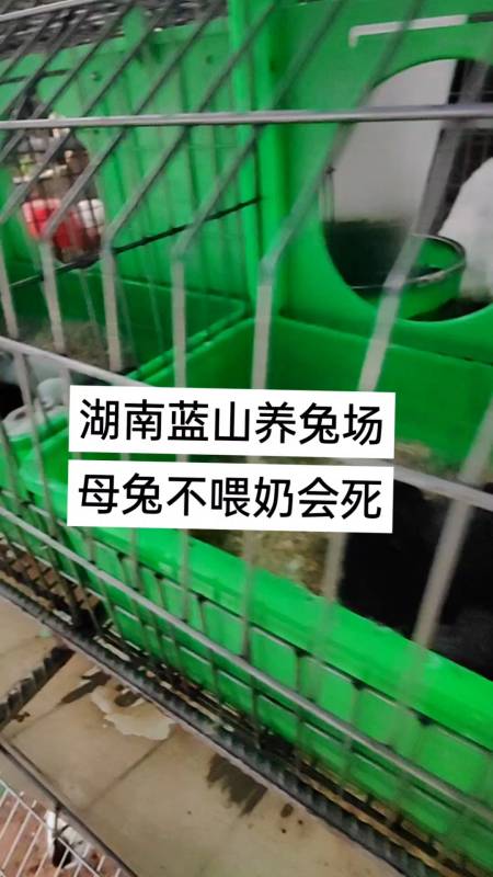 湖南蓝山养兔场,母兔自己喂奶,不喂就乳房炎!#湖南蓝山养兔场-度小视