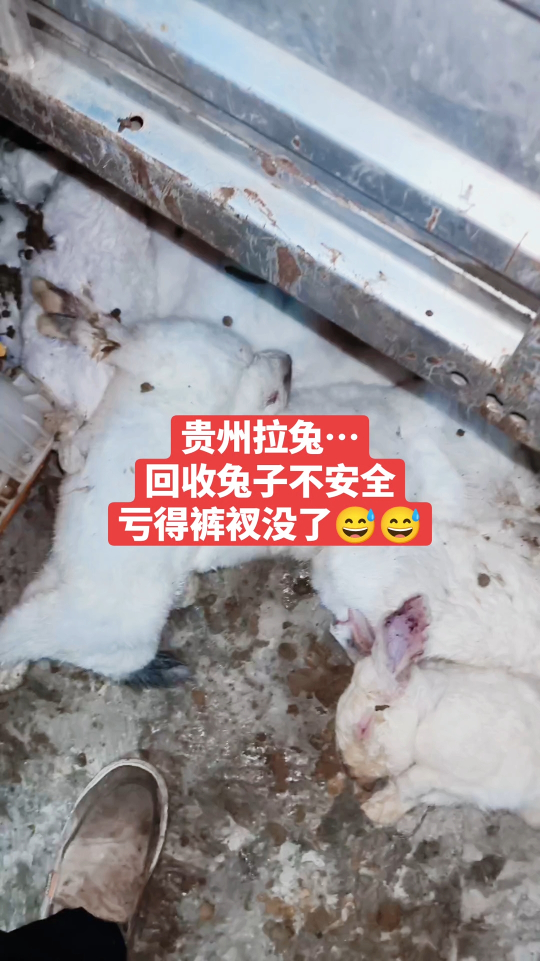 新手拉兔子死亡也很大,经常出现这种死亡,装兔的时候不及时