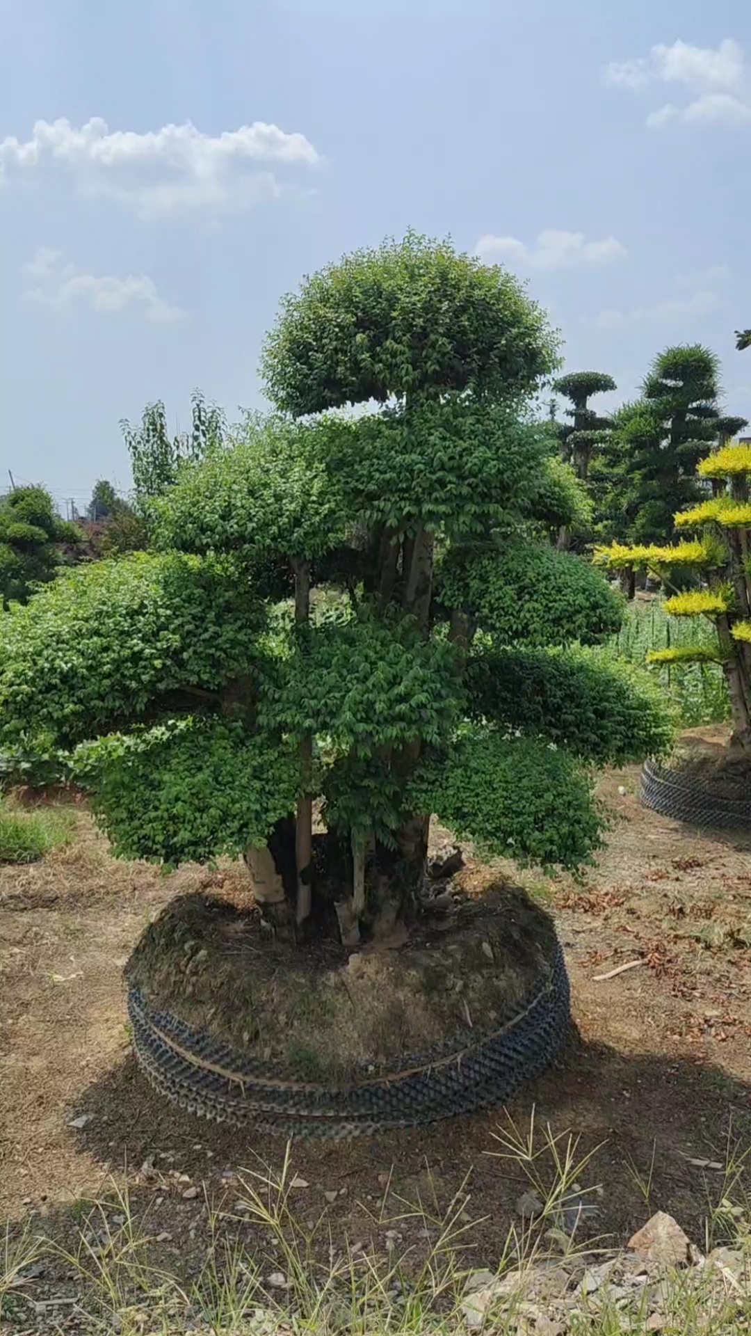 湖南红花继木桩景创业基地造型景观树#造型小叶女贞#造型赤楠