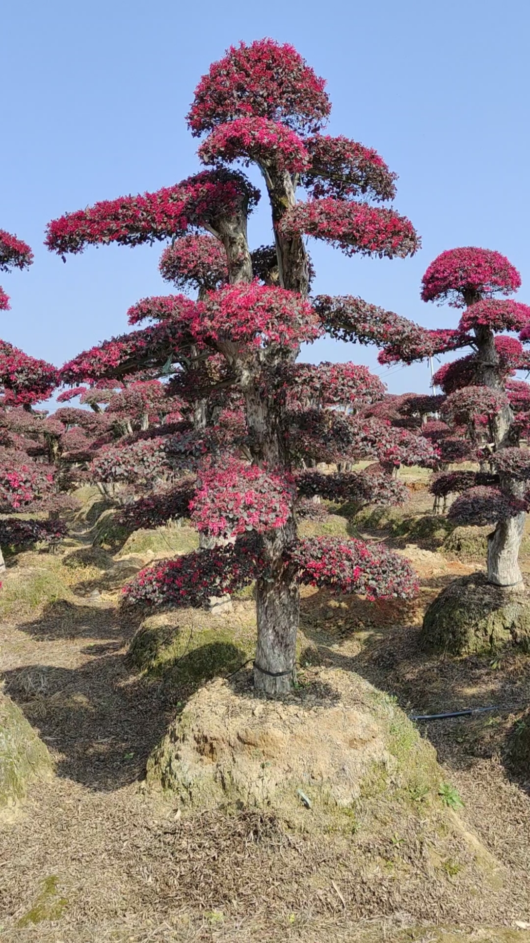 红花继木桩景开花了,造型景观树基地