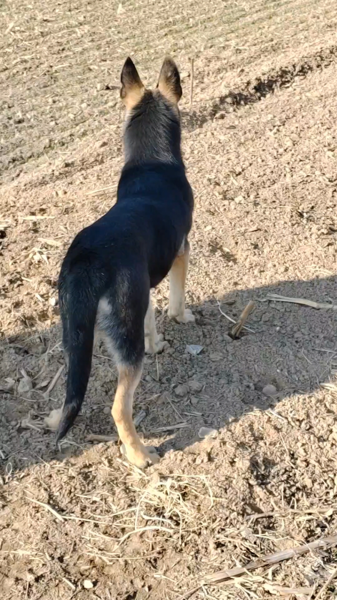 标准黑背昆明犬图片