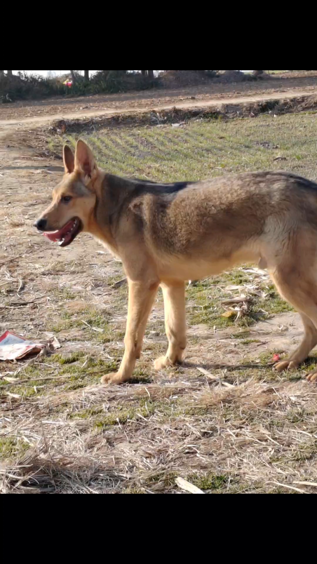 昆明犬草黄体型多大图片