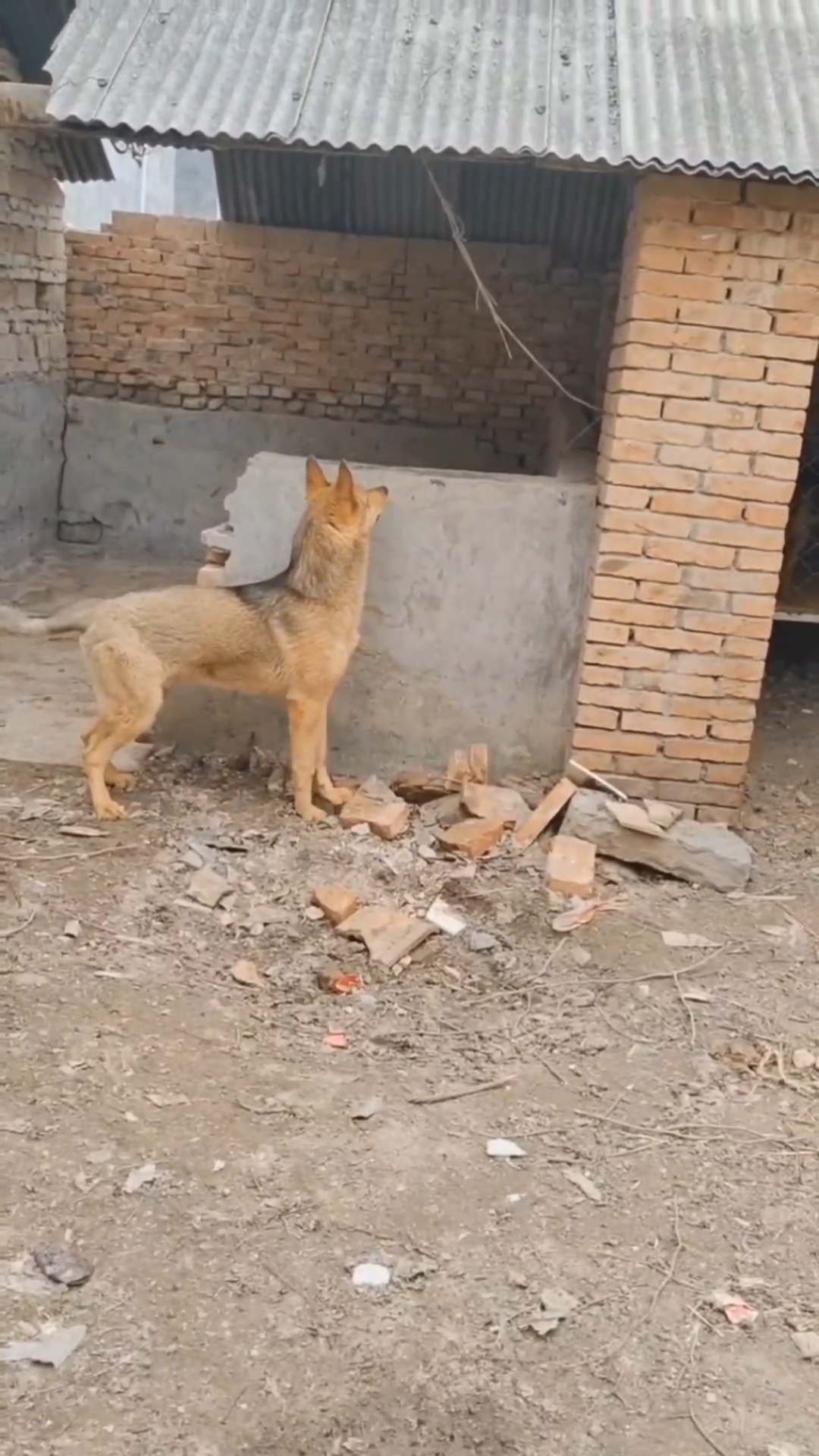 昆明犬草黄体型多大图片