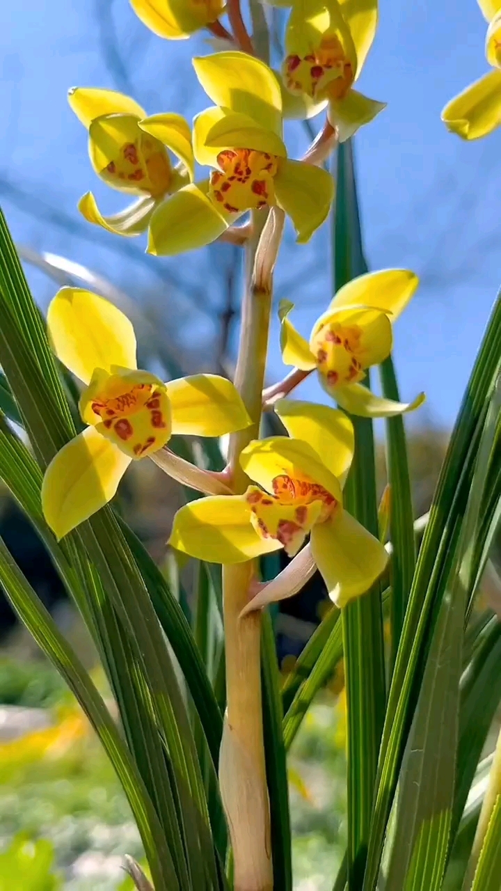 蕙兰新品荷瓣,极品