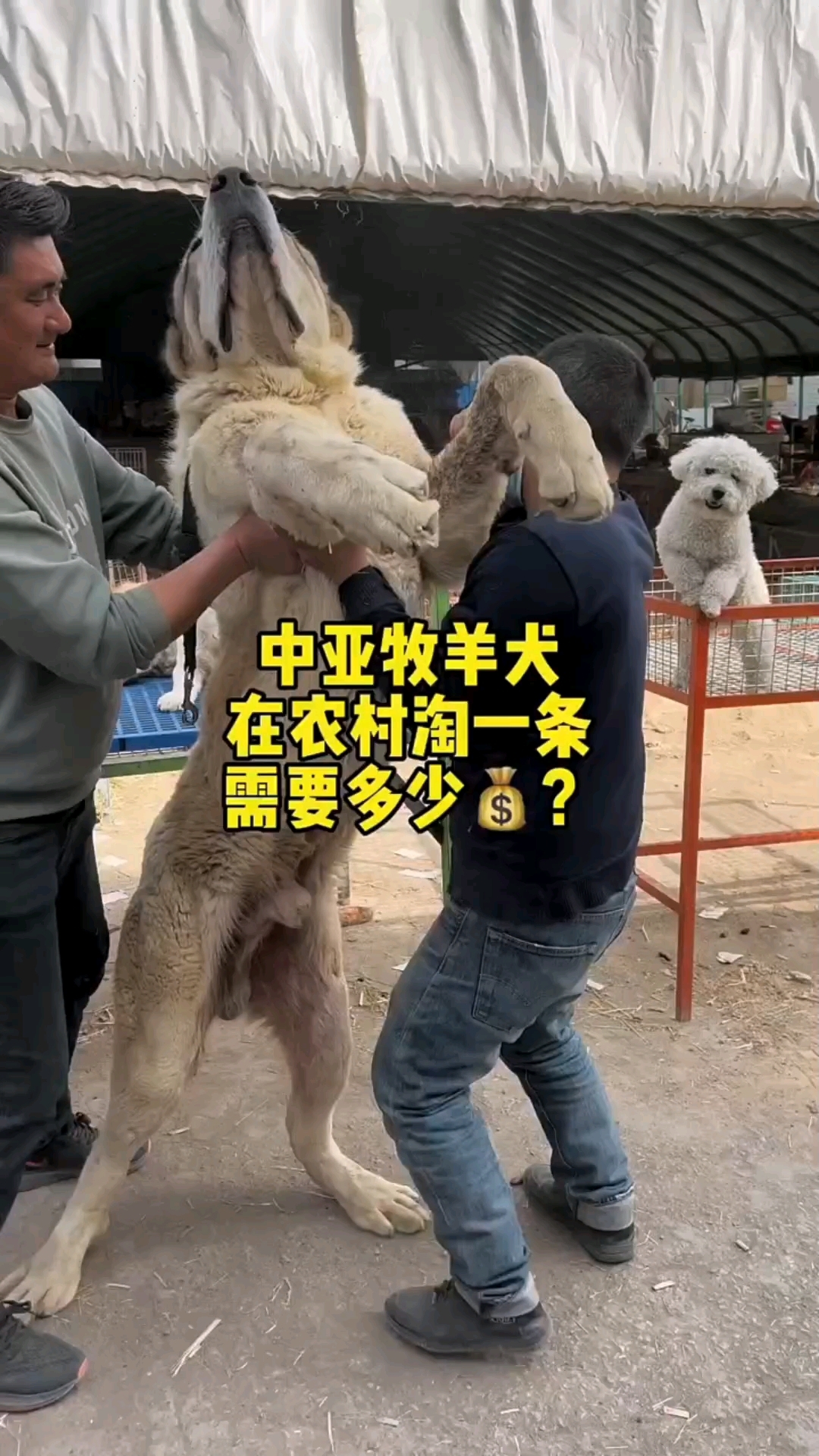 中亚牧羊犬繁殖知识图片