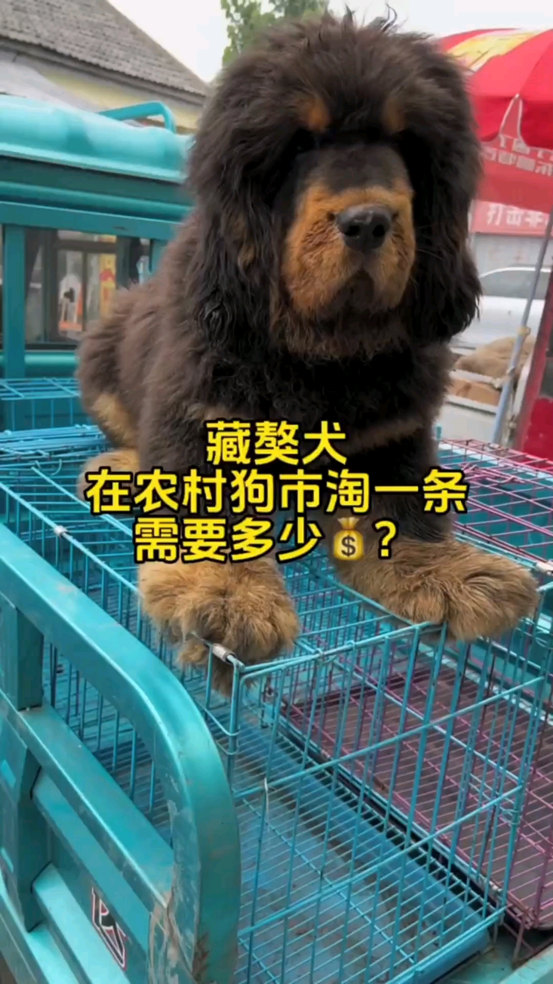 小藏獒多少钱一只图片