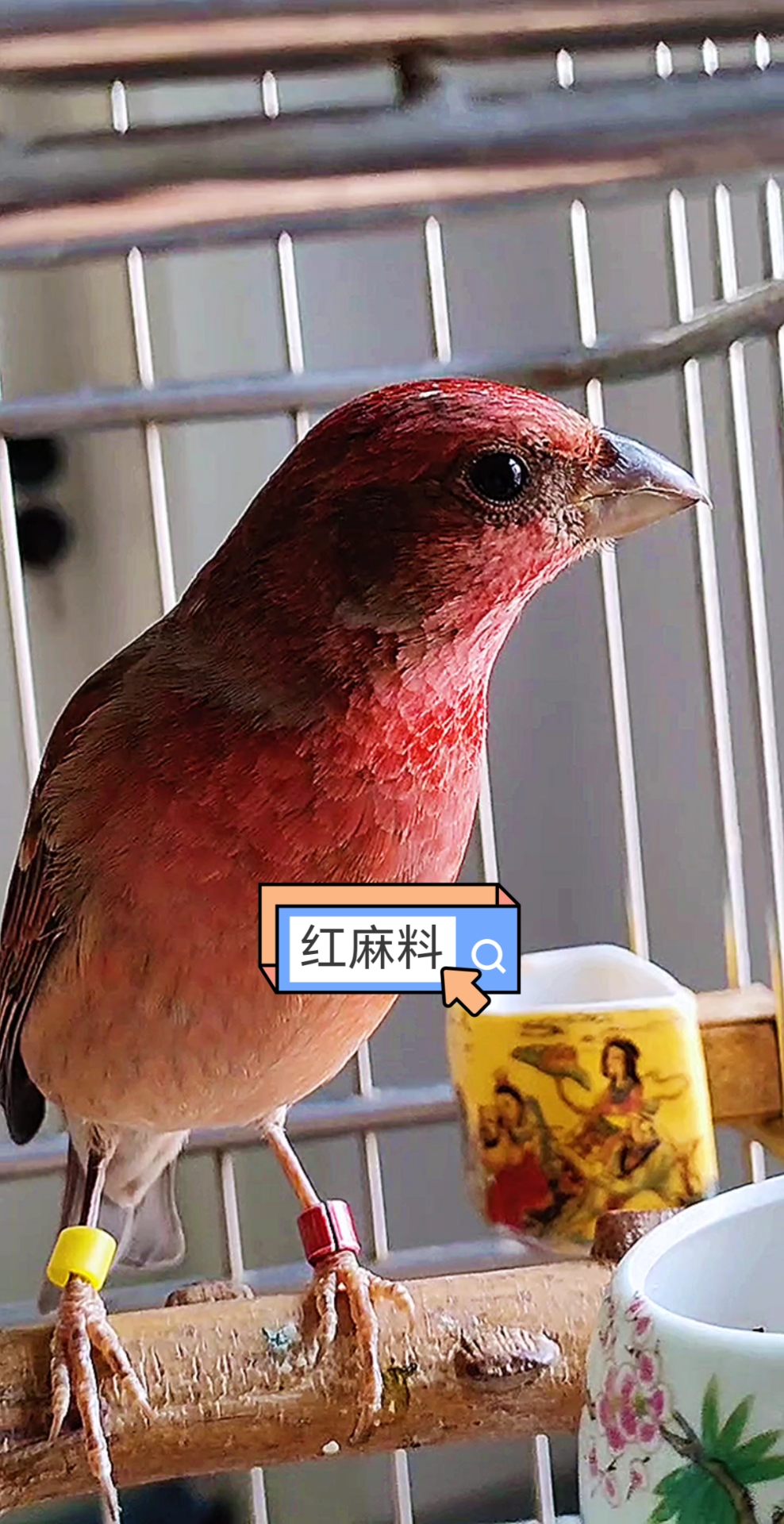 麻料鸟有青红两种红料是二年以上的老鸟