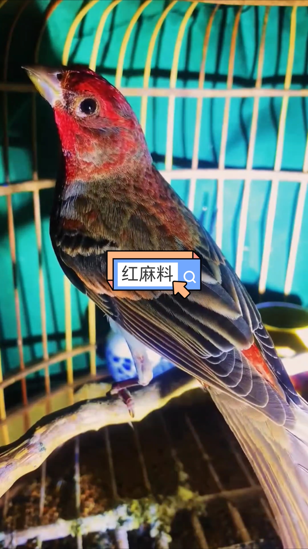 精品红麻料鸟真漂亮