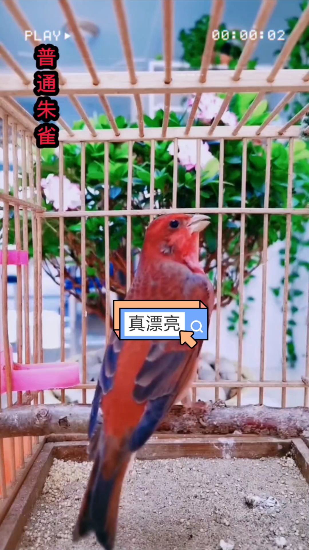 普通朱雀红麻料鸟