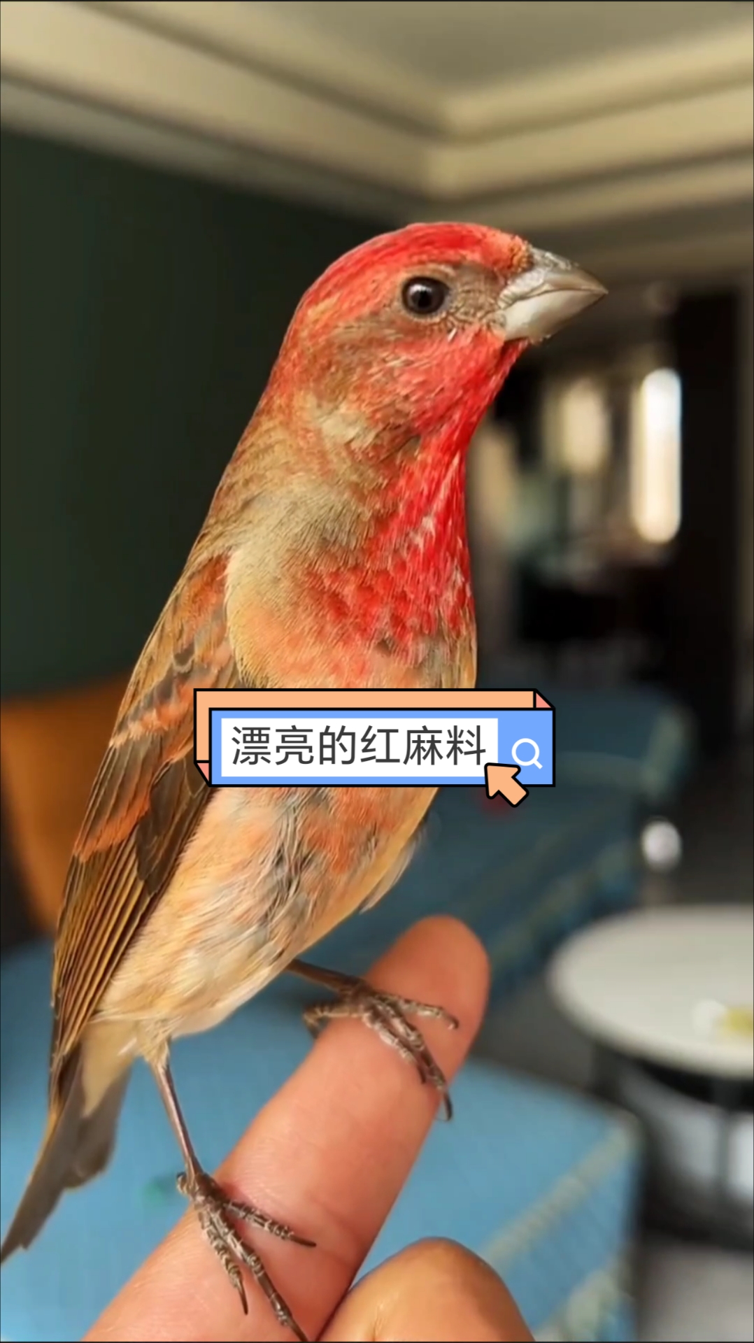 这红麻料鸟的羽色太漂亮了