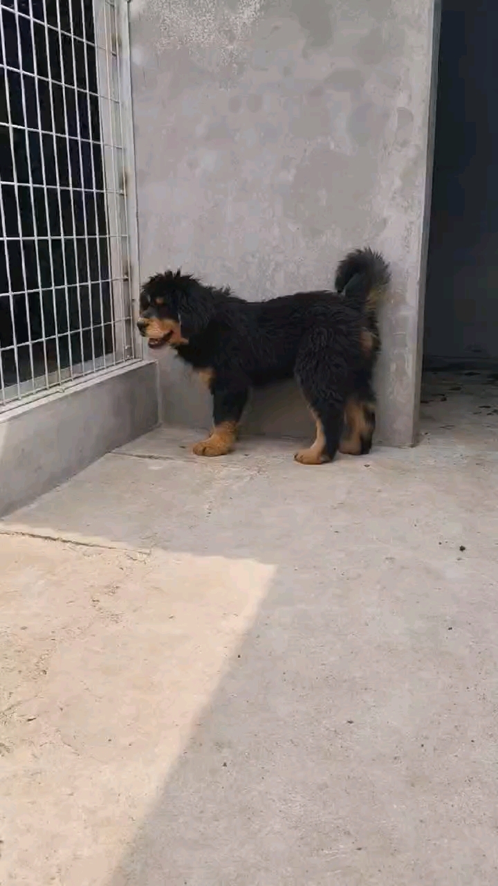 虎头藏獒,公母都有