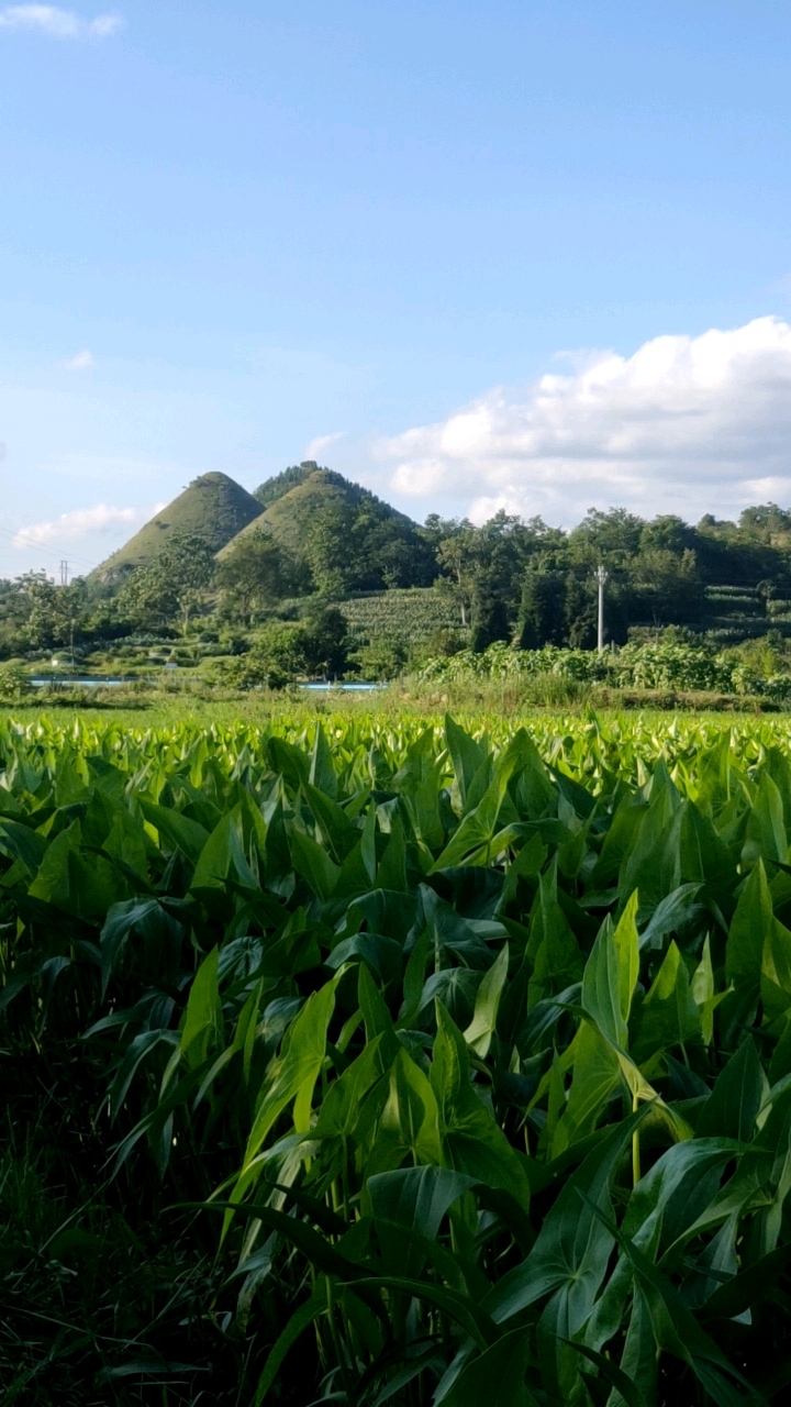 田野风景 农村生活