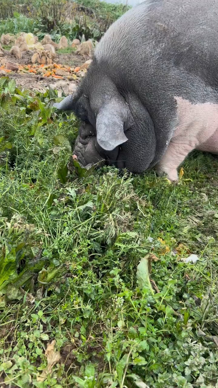 家里养的土猪吃青菜