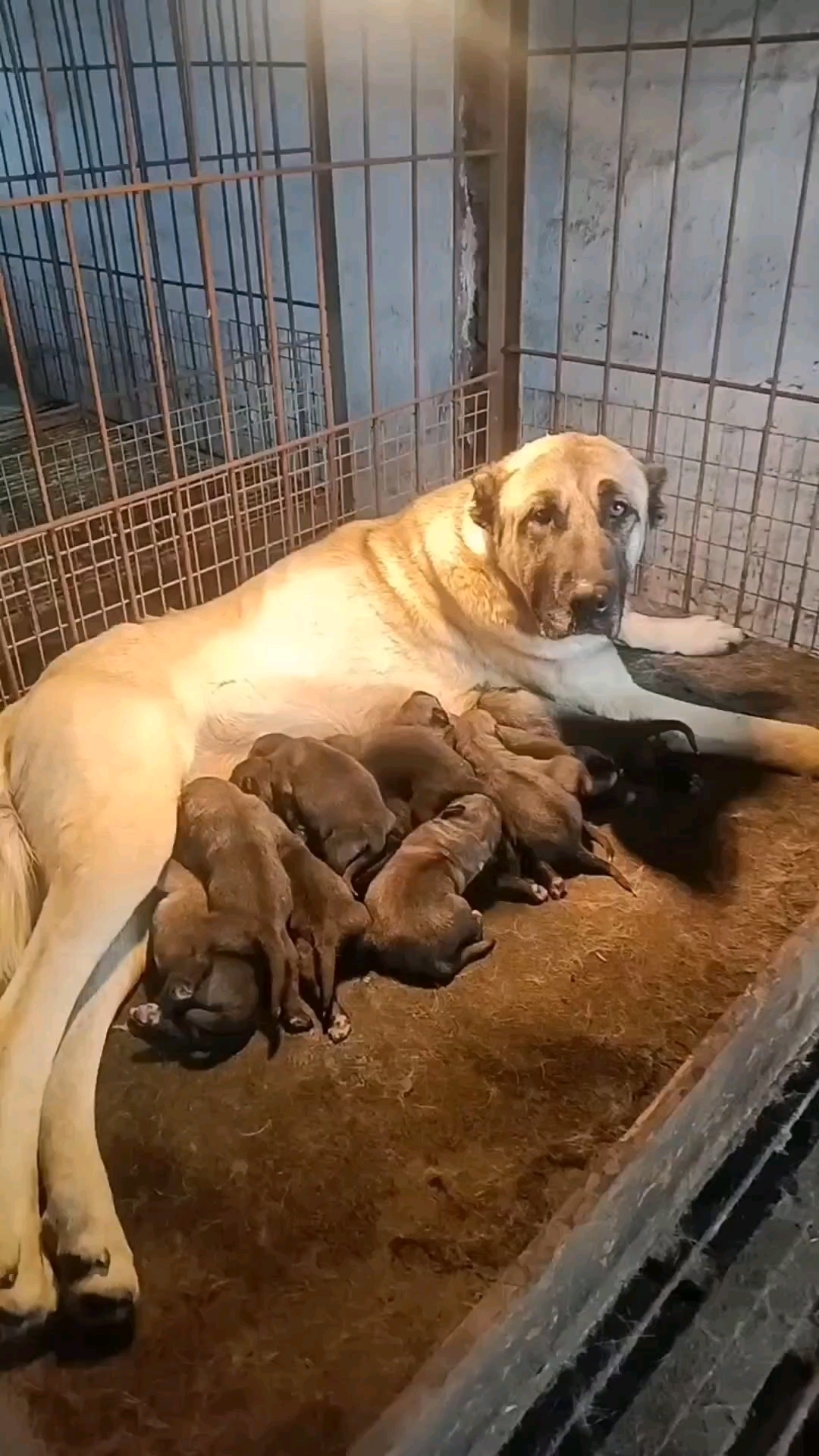 肉狗合作养殖肉狗好养吗