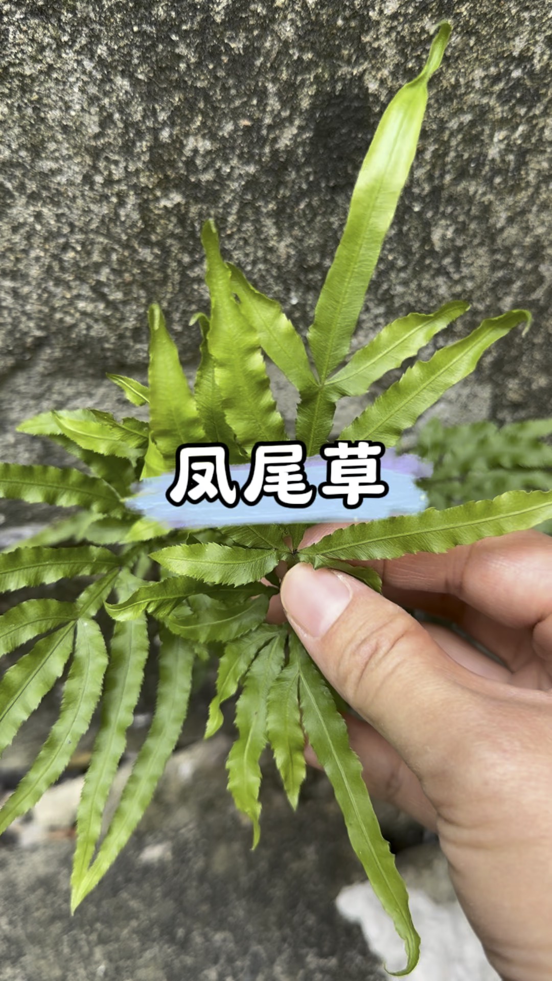 凤尾草你认识吗?