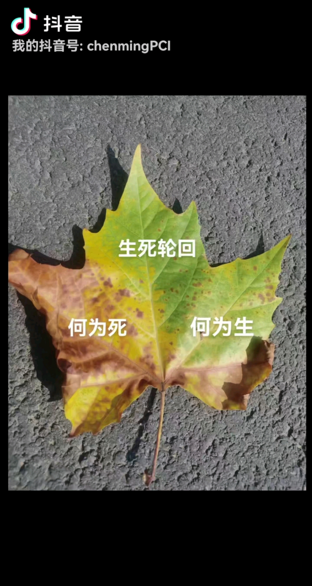 生死轮回图片大全
