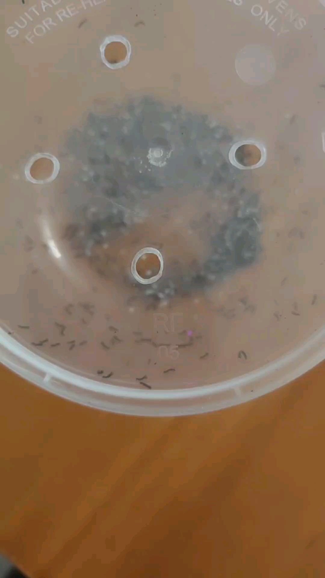 孵化出很多小蚕,比蚂蚁还小,称为蚁蚕