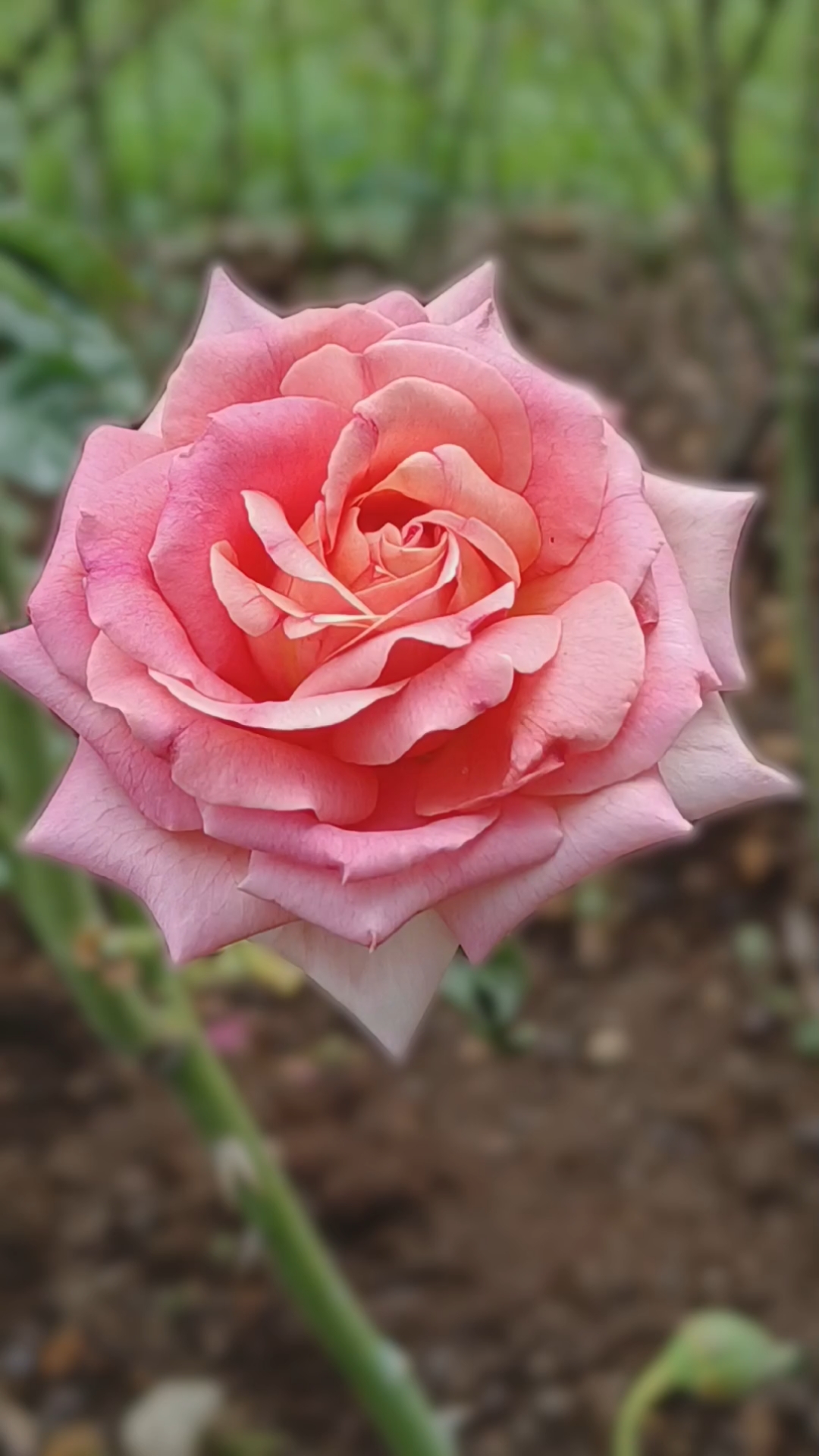 早晨的美好与花的馨香一起到来 #赏花,一花一世界一叶一菩提