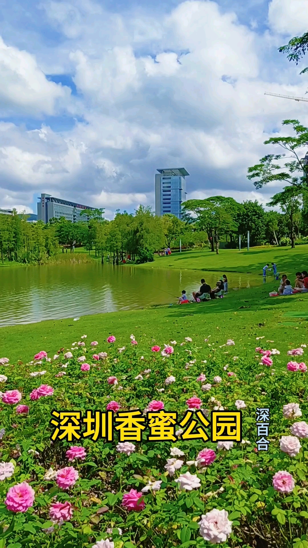 深圳香蜜公园月季花盛开,不要门票