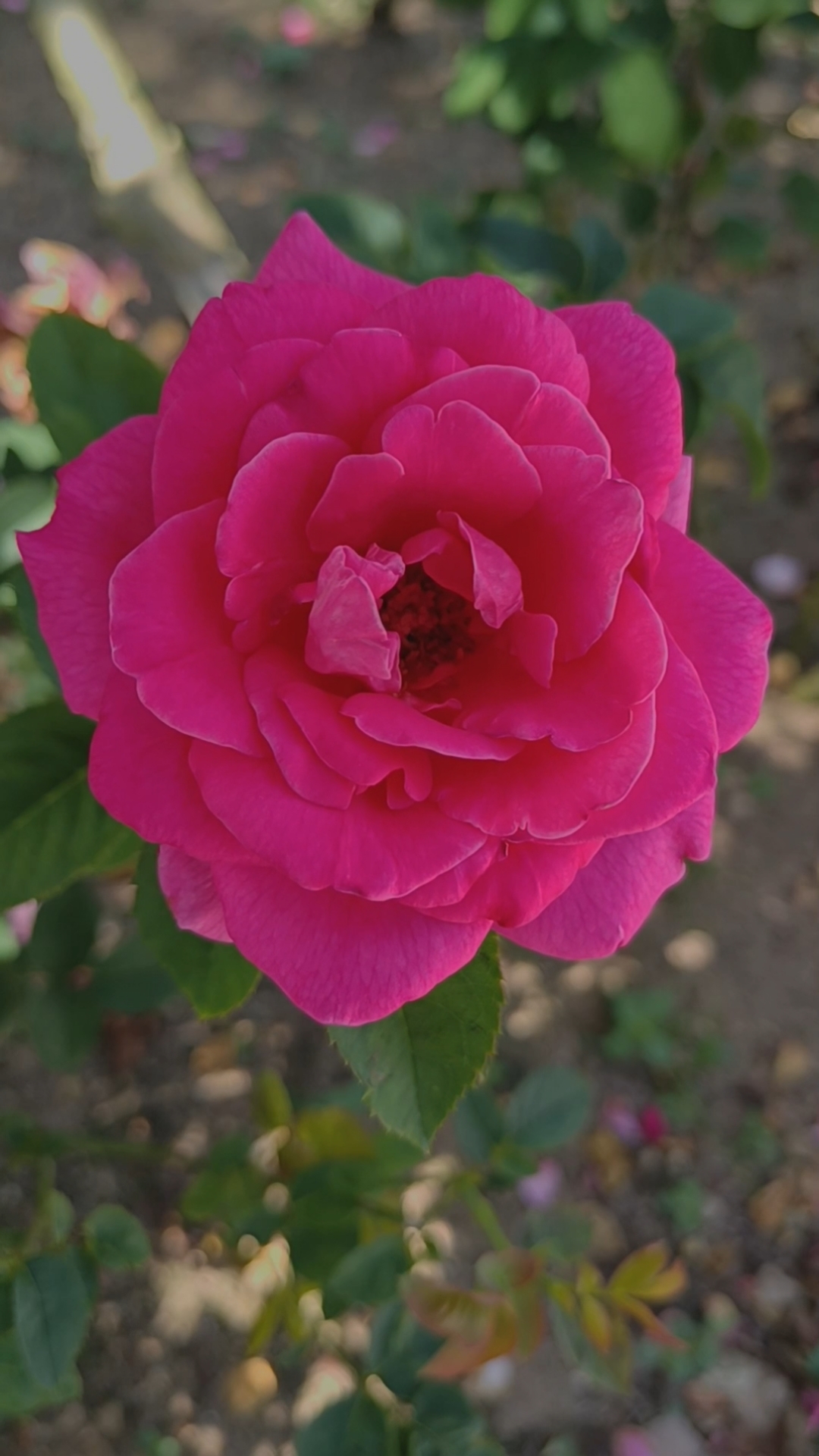 紫红色月季花 #赏花 #一花一世界一菩提