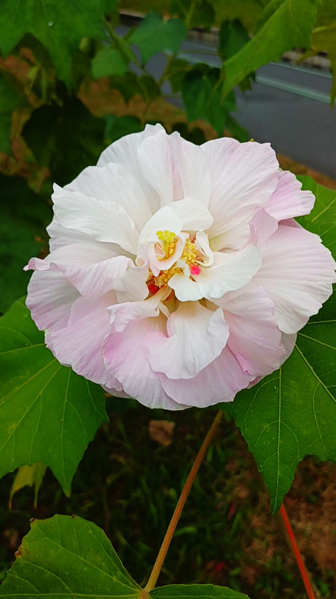 木芙蓉花诗句唯美图片