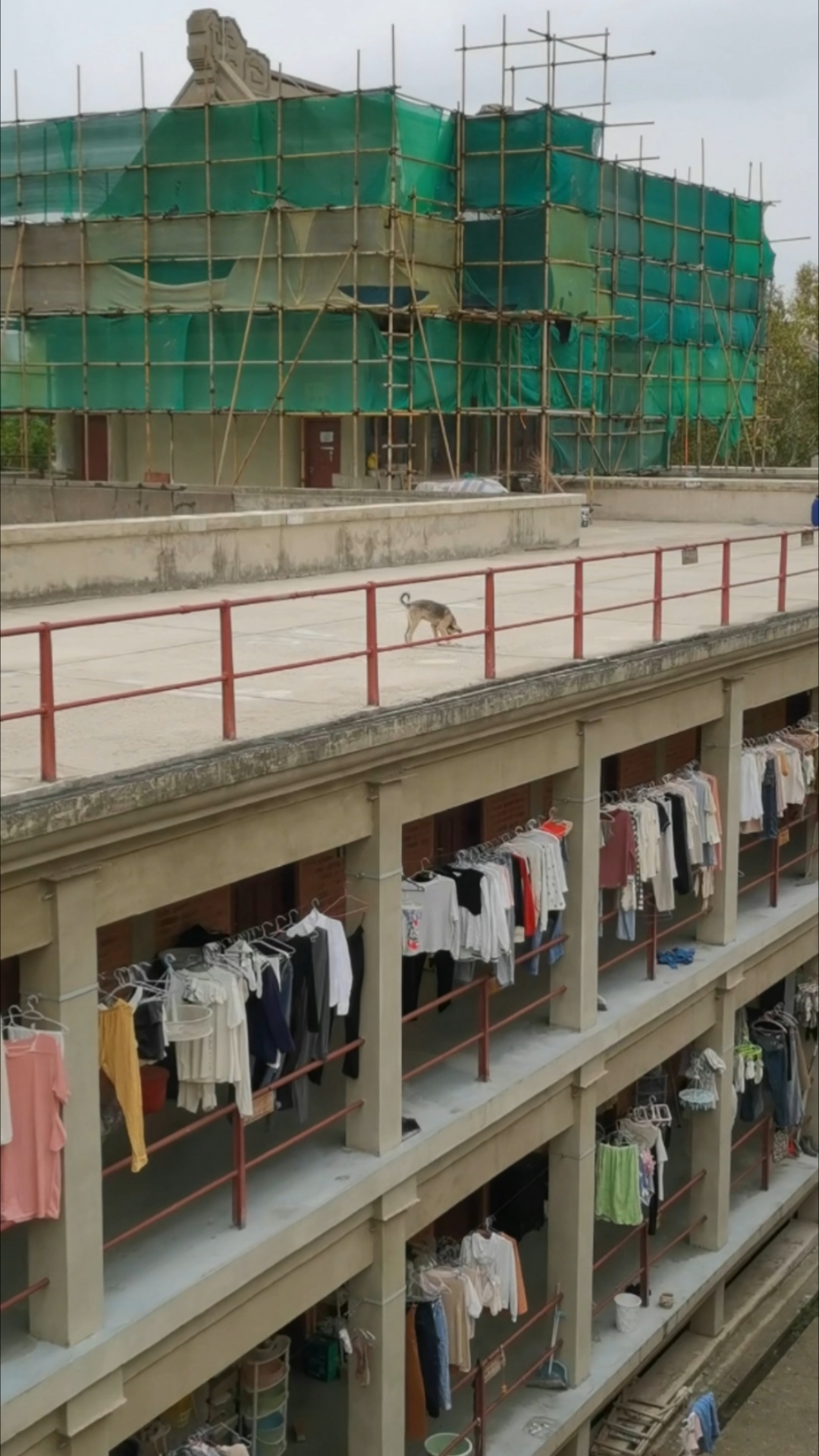 武大学生宿舍楼顶一只狗是什么体验#武汉大学