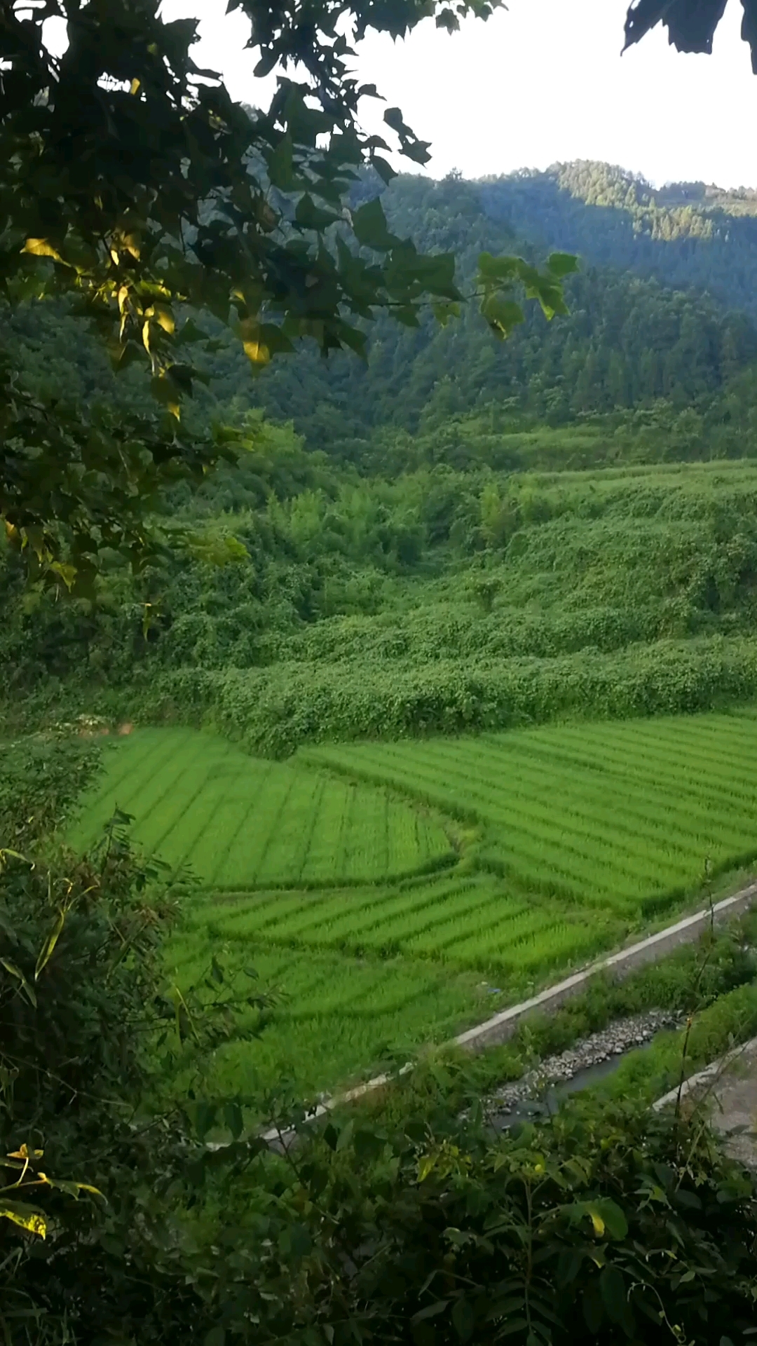 绿水青山我的家图片图片