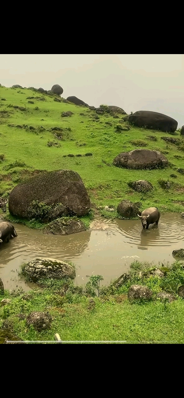 水牛洗澡,慧眼能识宝.