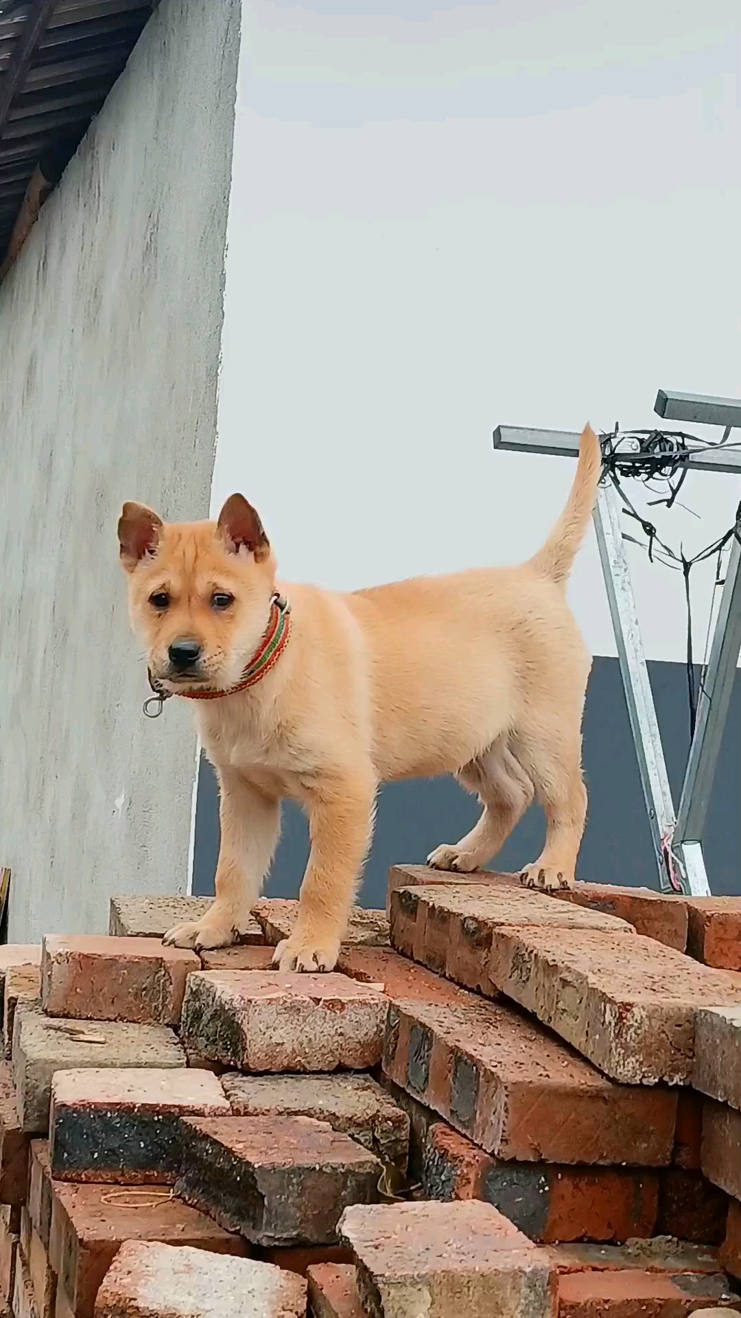 广西土猎犬,也是中华田园犬,以看家护院,上山狩猎为主