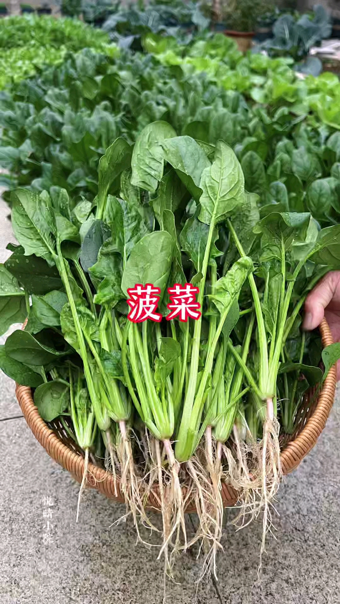 菠菜长的有点密,先裁大颗的