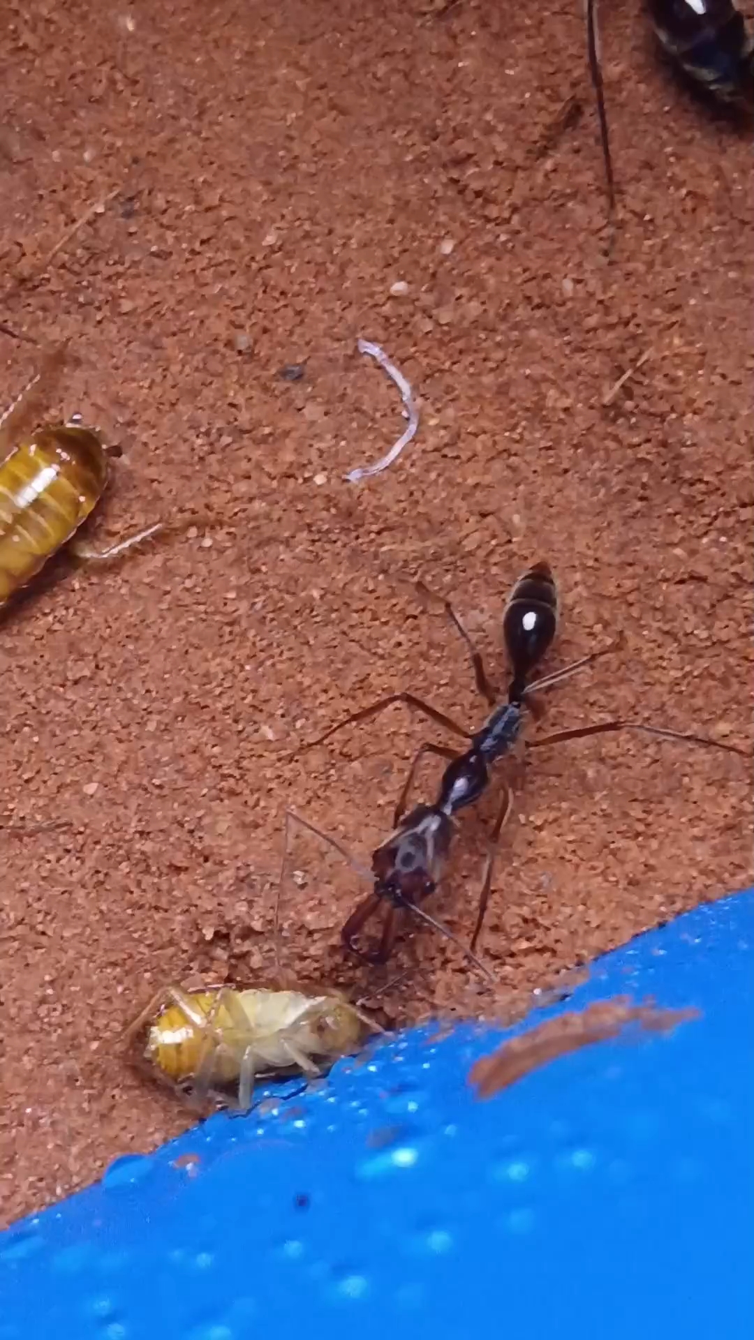 粒纹大齿猛蚁小群