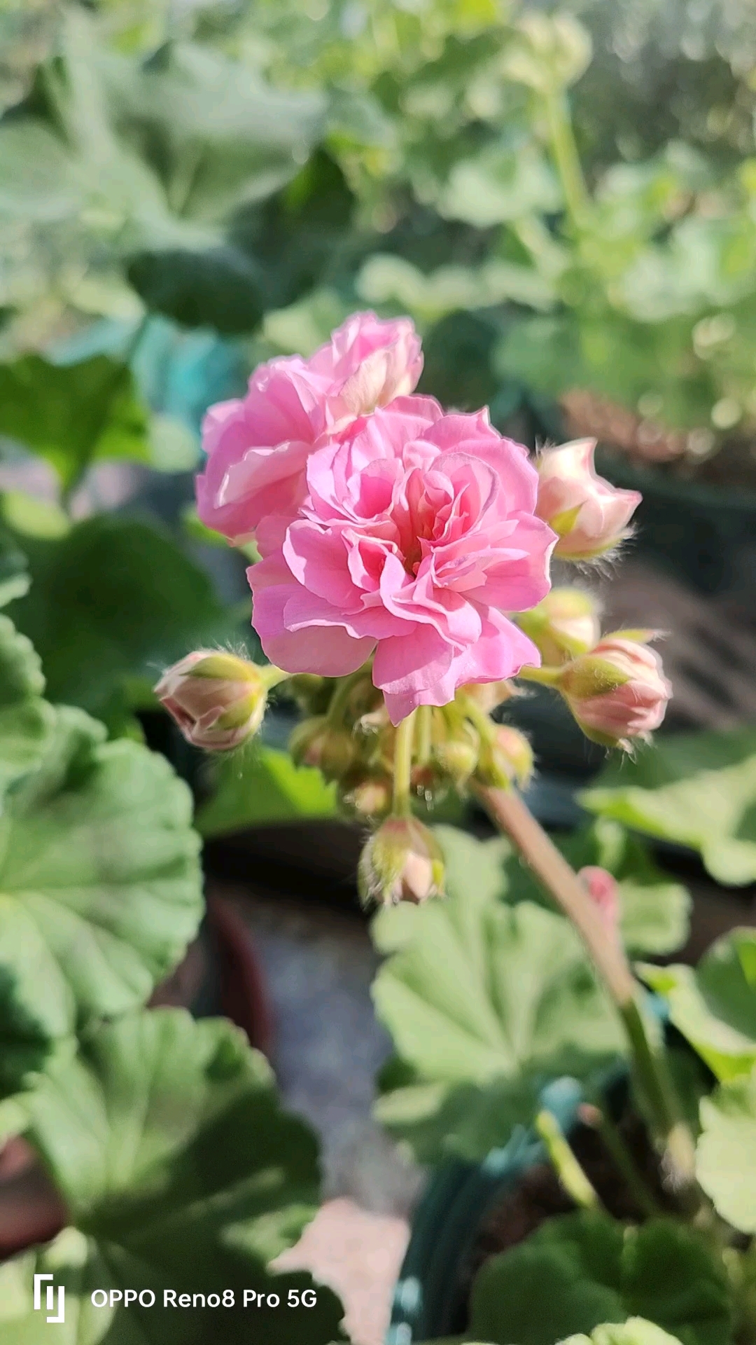 天竺葵克里米亚玫瑰