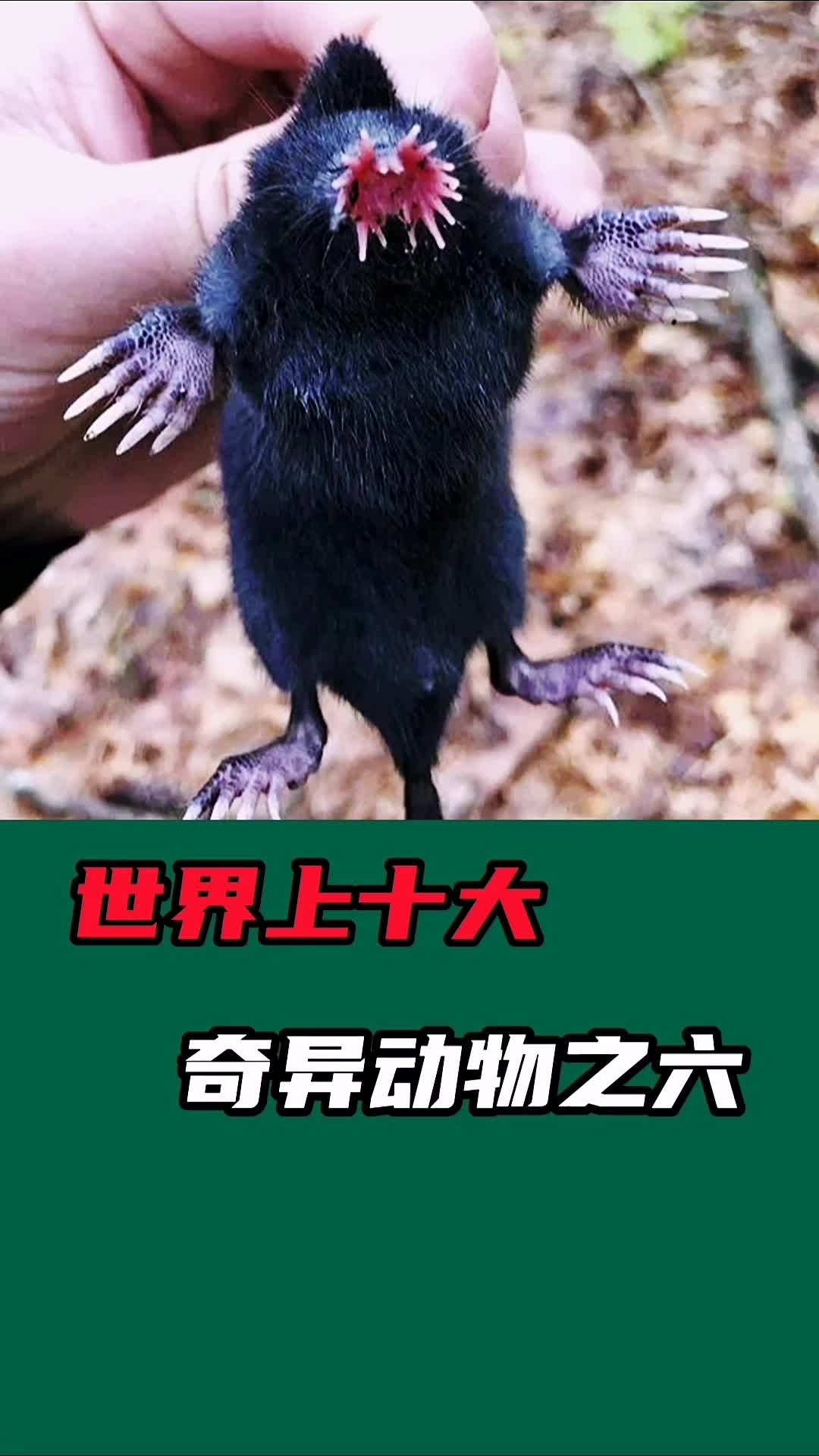 星指的是什么动物