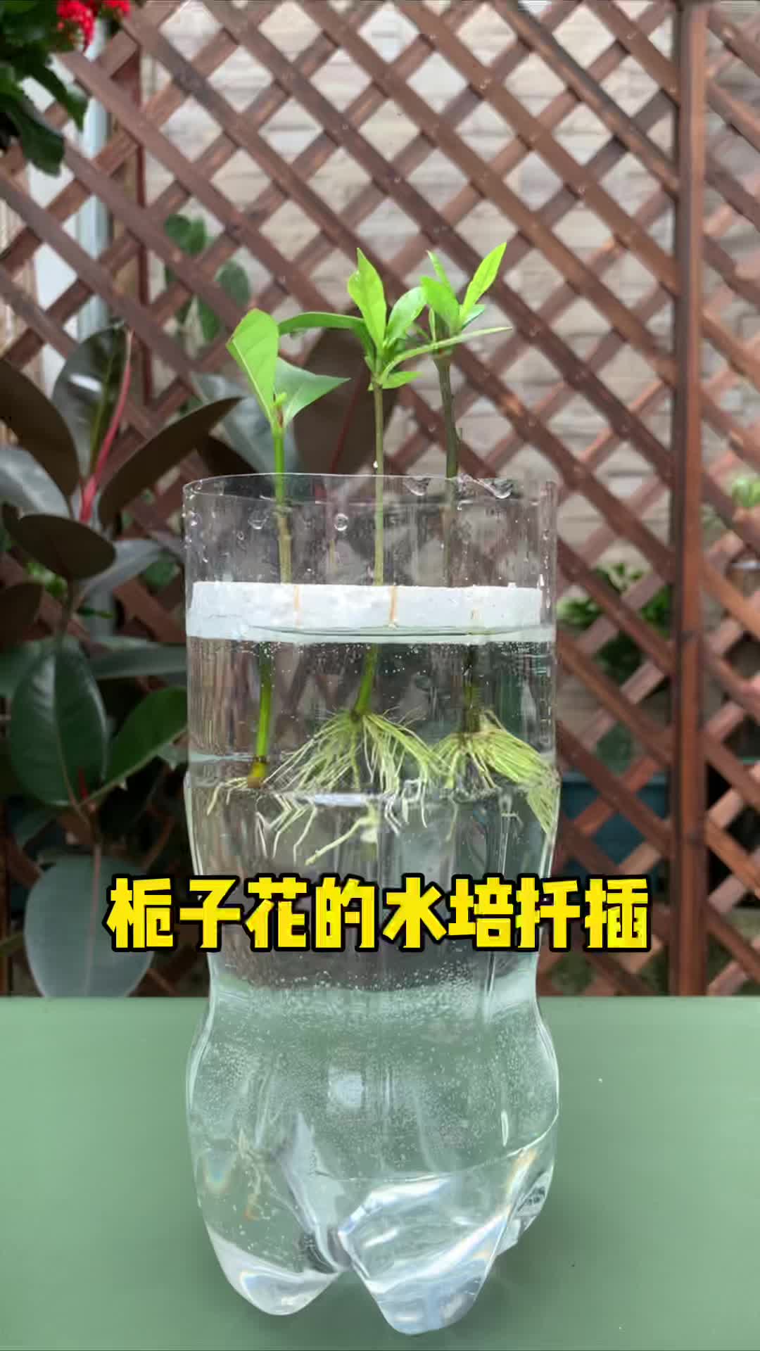 栀子花的水培扦插