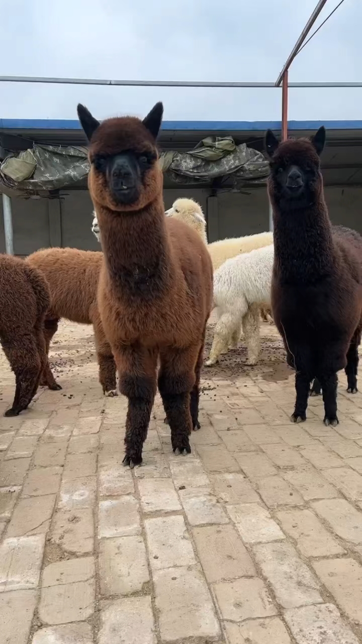 萌宠羊驼白羊驼各种颜色羊驼-度小视