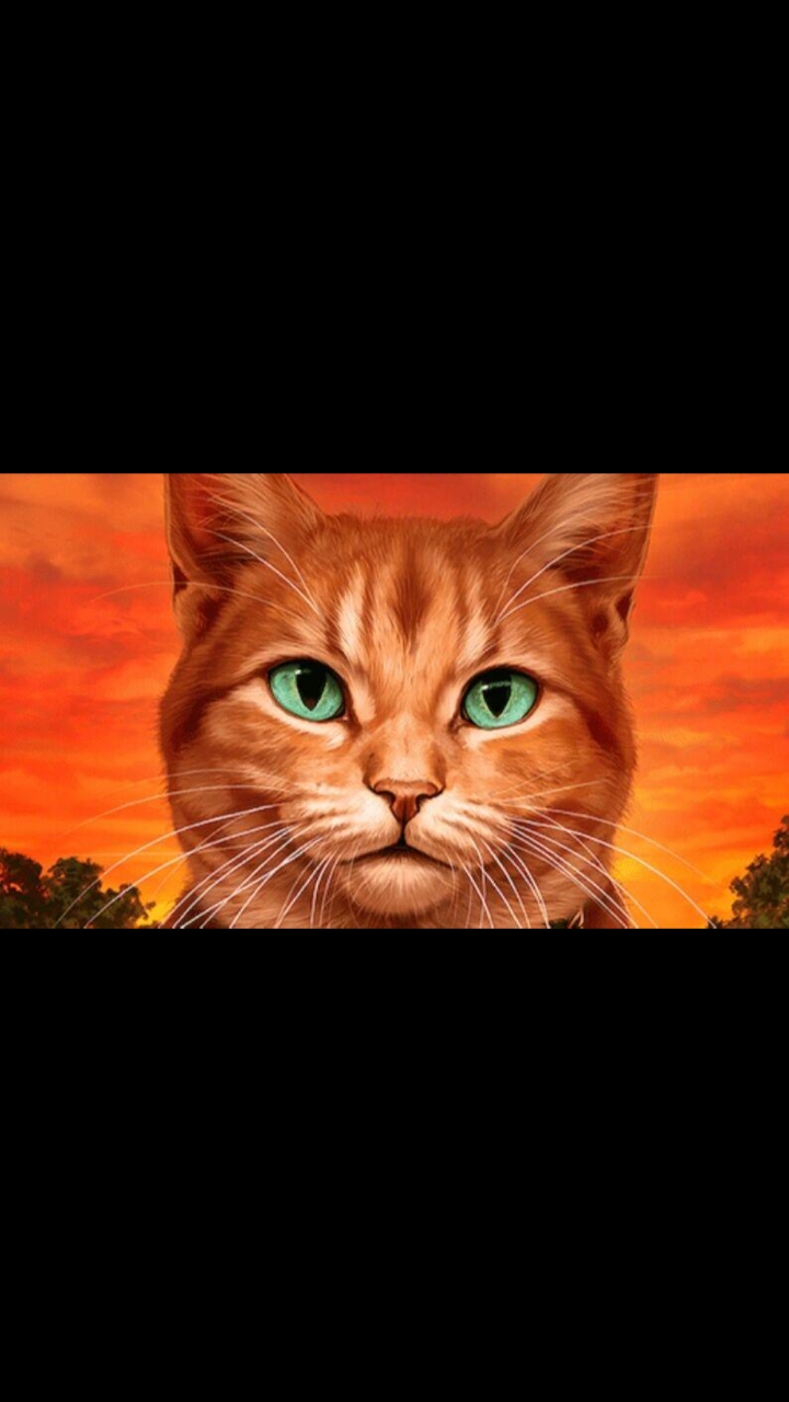 猫武士超好看图片