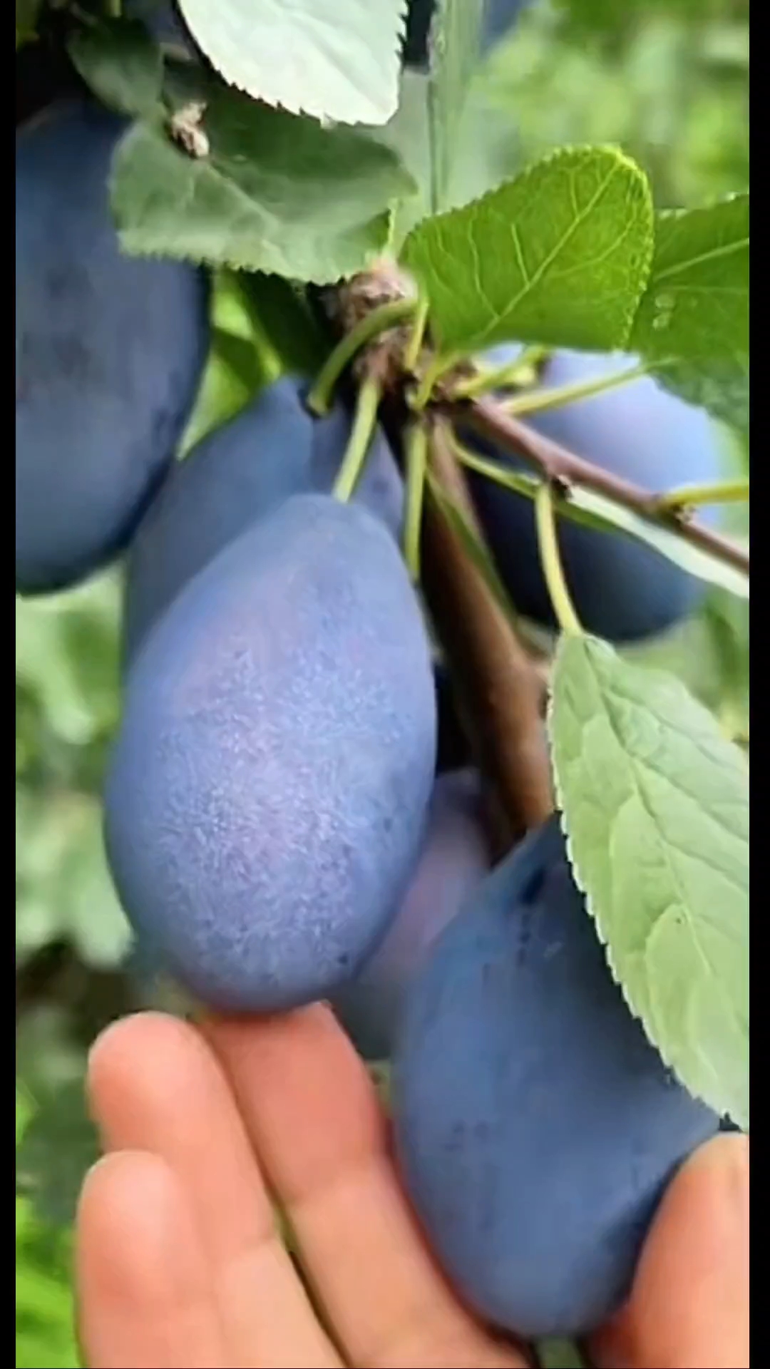 西梅李子树#西梅李抗病能力强#自花结果适应性强适合南北种种植