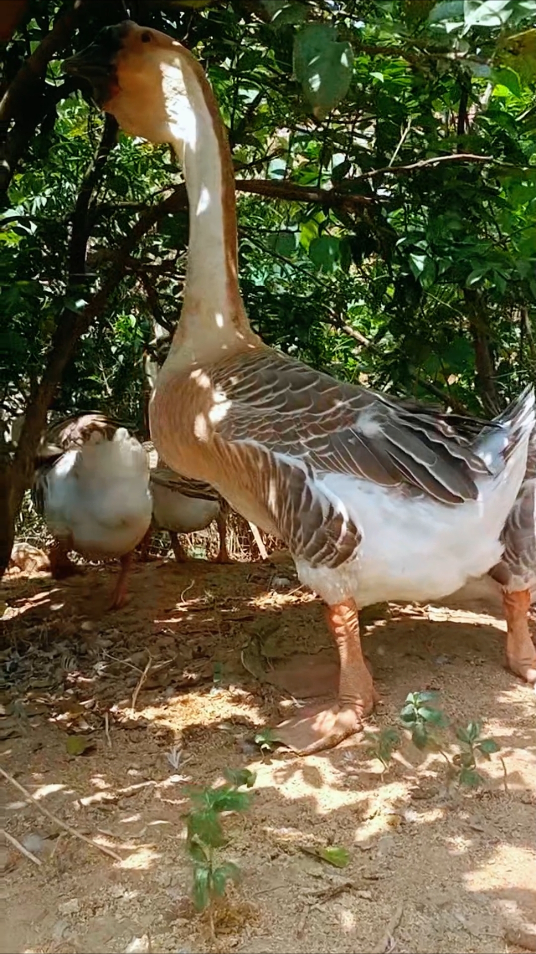 特大种狮头鹅#潮汕狮头鹅,二十二十全场二十了!