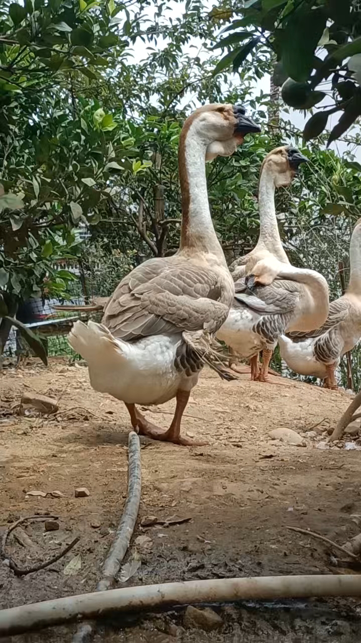 特大种狮头鹅#特大种狮头鹅受精种蛋#.天天发也没个叼用!