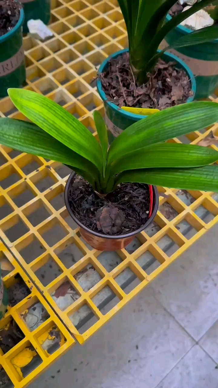 黄体微短油君子兰