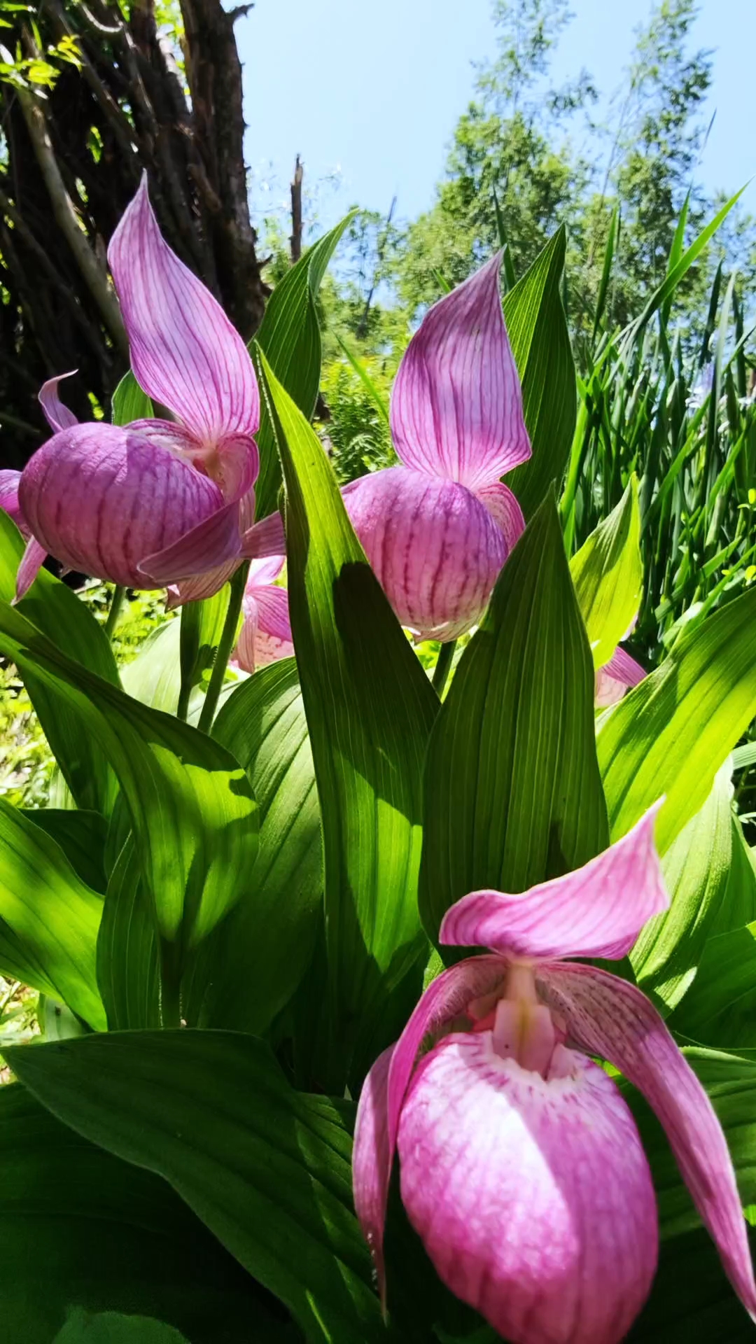 东北山里最美的野花,大花杓兰,你见过吗