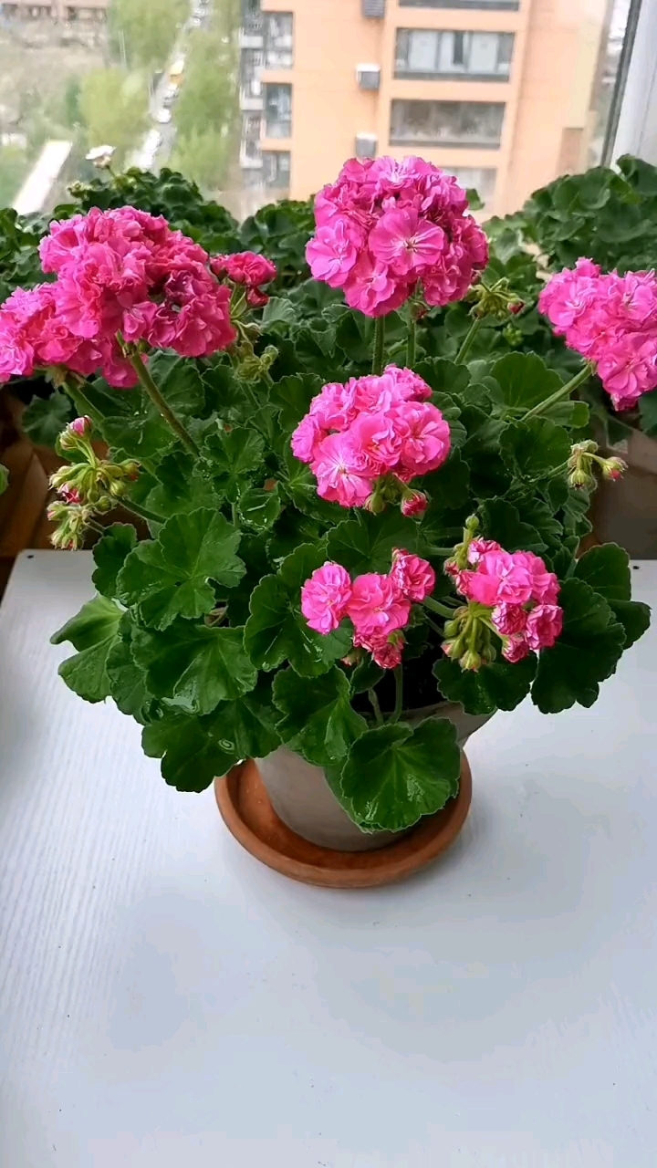 天竺葵 娜娜 愿所有美好如期而至